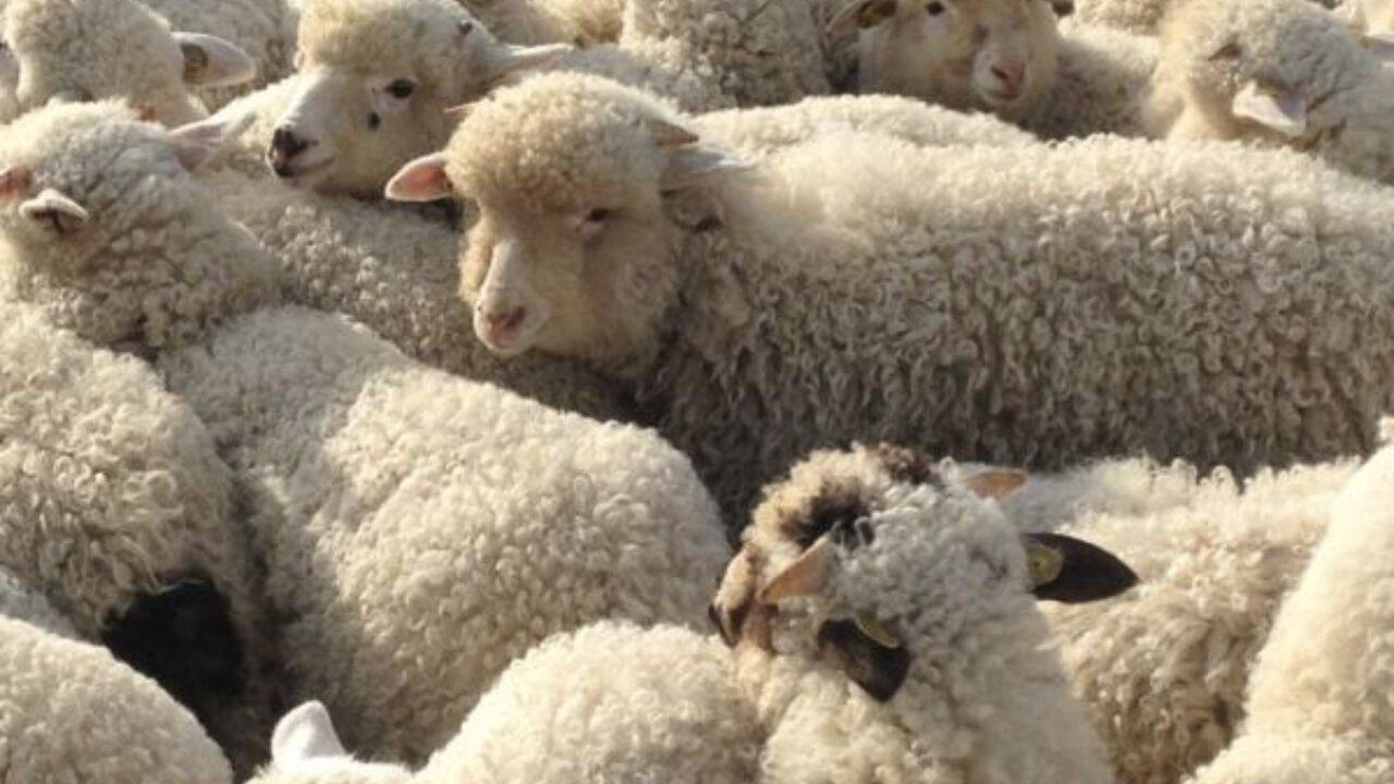 o turma de miei