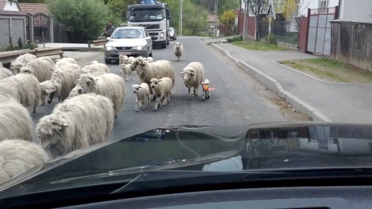 o turma de oi pe sosea