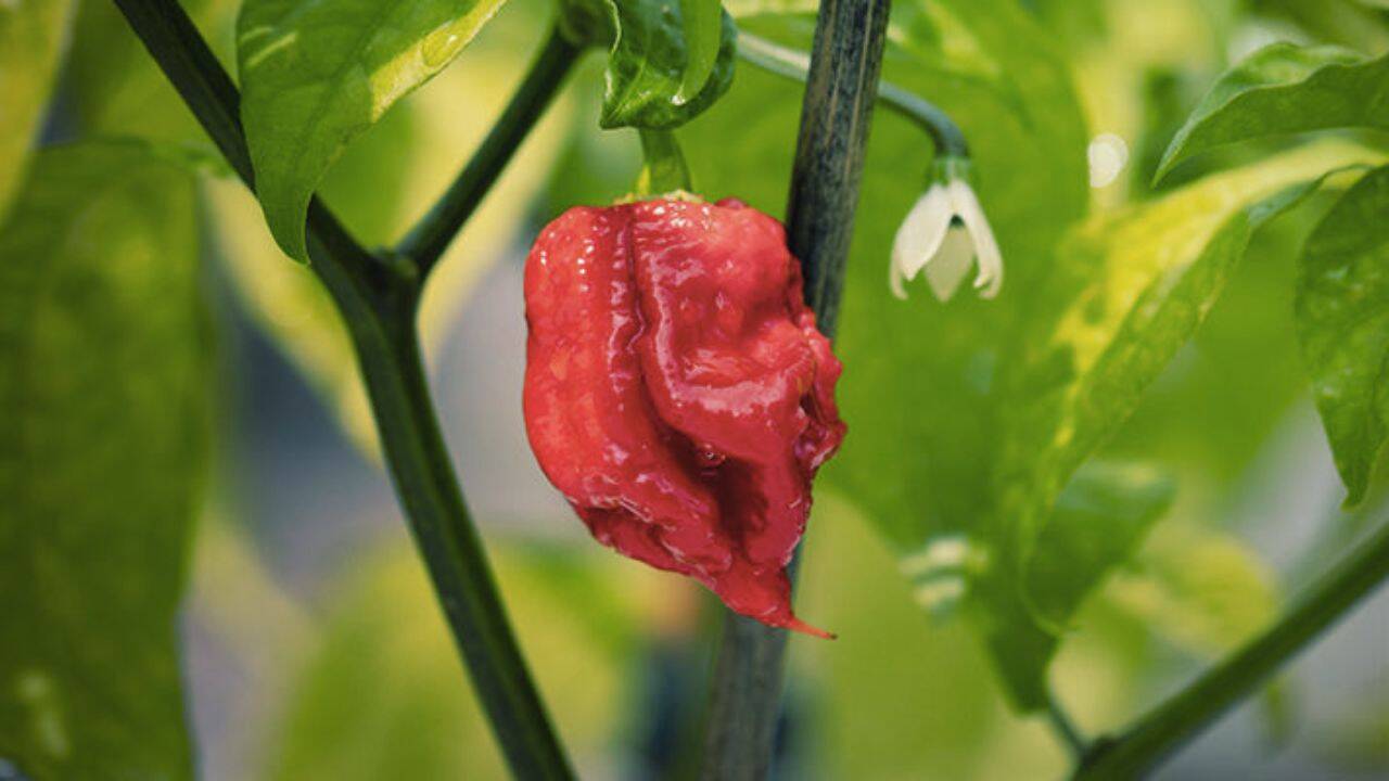 ardei Carolina Reaper