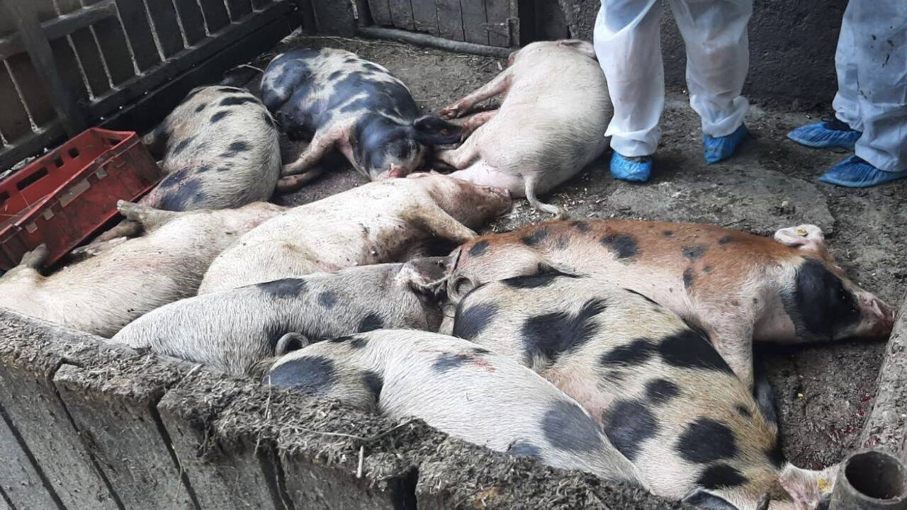 porci culcati intr-un tarc