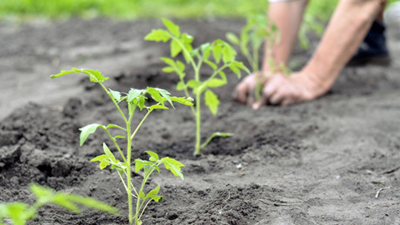 o persoana care planteaza rasaduri