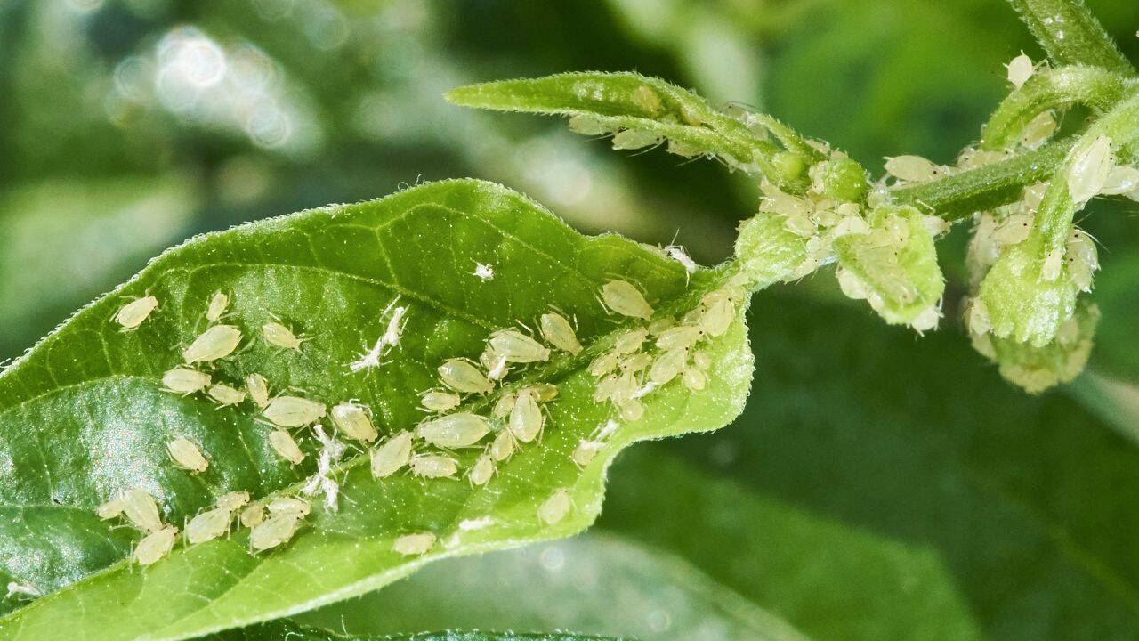 planta atacata de afide