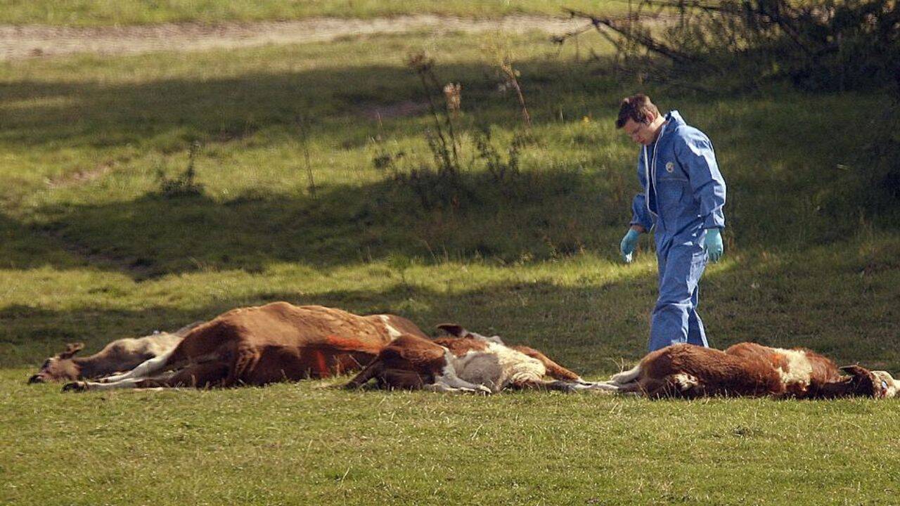 o persoana in combinezon pe camp, langa niste cadavre de animale