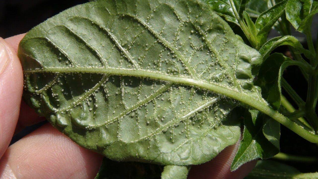 frunza de tomate afectate de edem