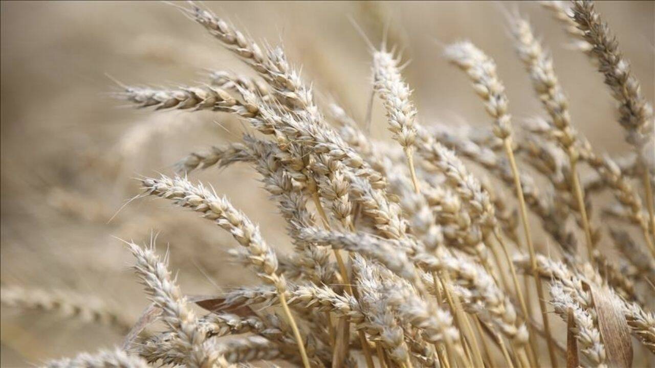 cereale