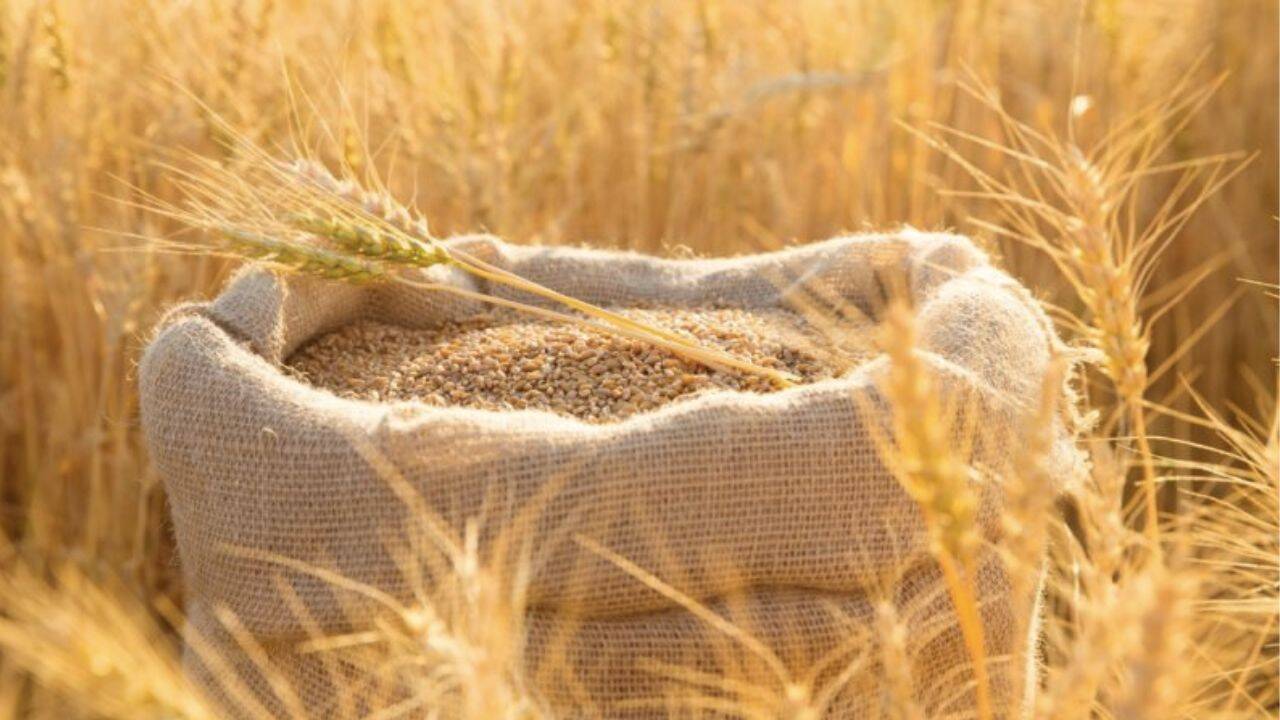 un sac cu grau