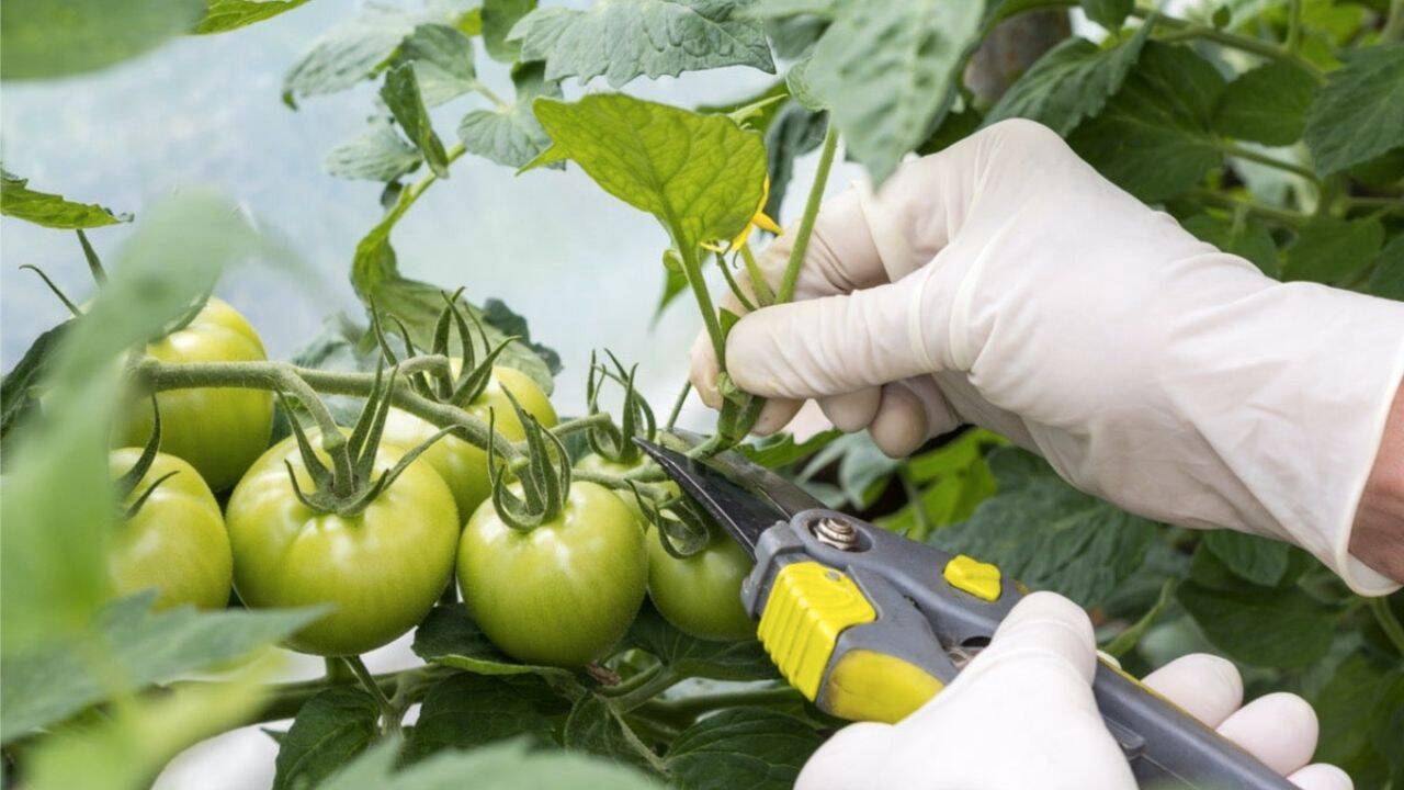 o persoana care taie frunze de tomate