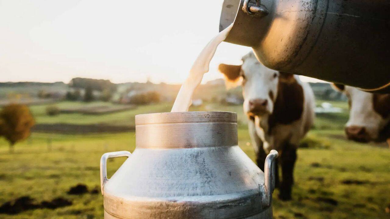 o persoana care toarna lapte si o vaca