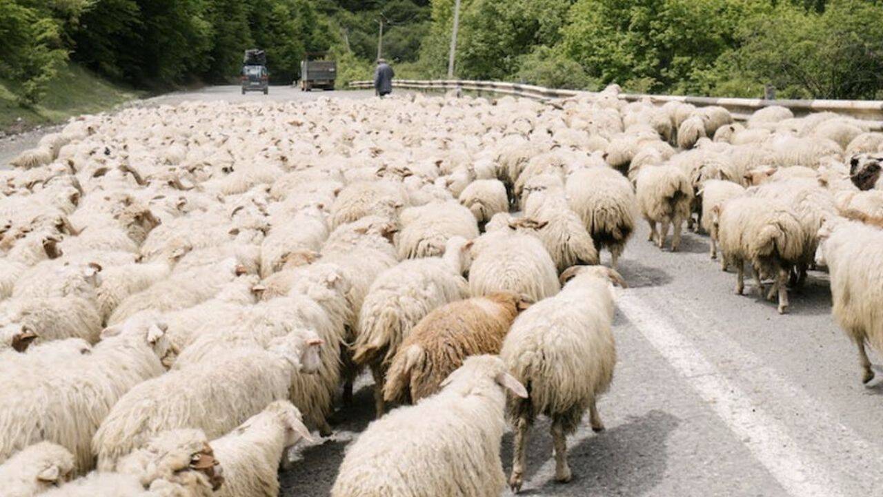 o turma de oi pe sosea