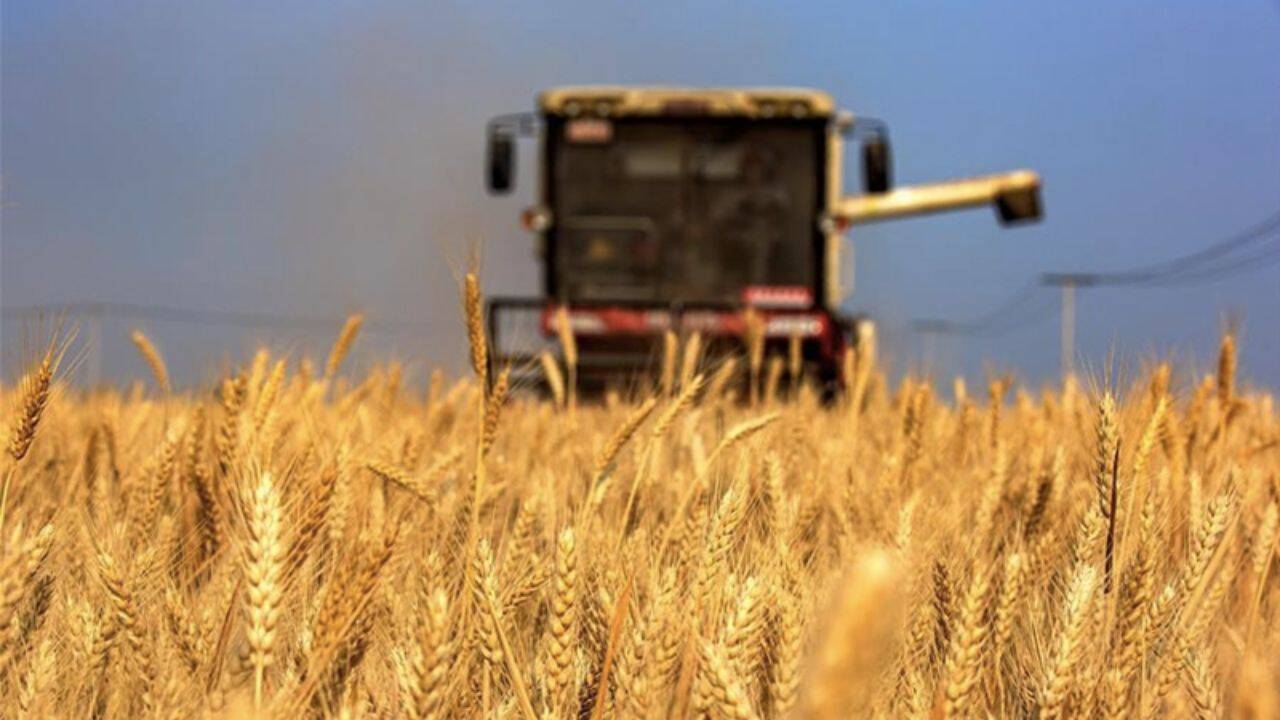 un lan de grau si un utilaj agricol