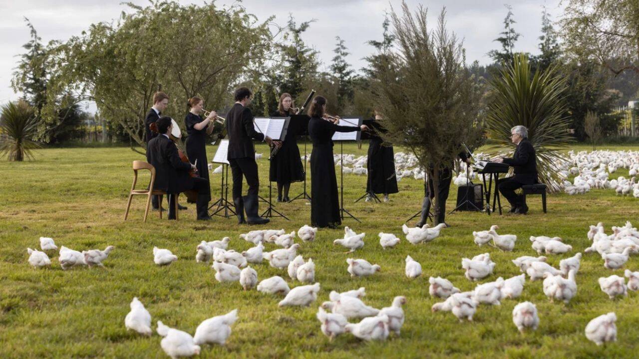 orchestra simfonica ce canta inconjurata de gaini