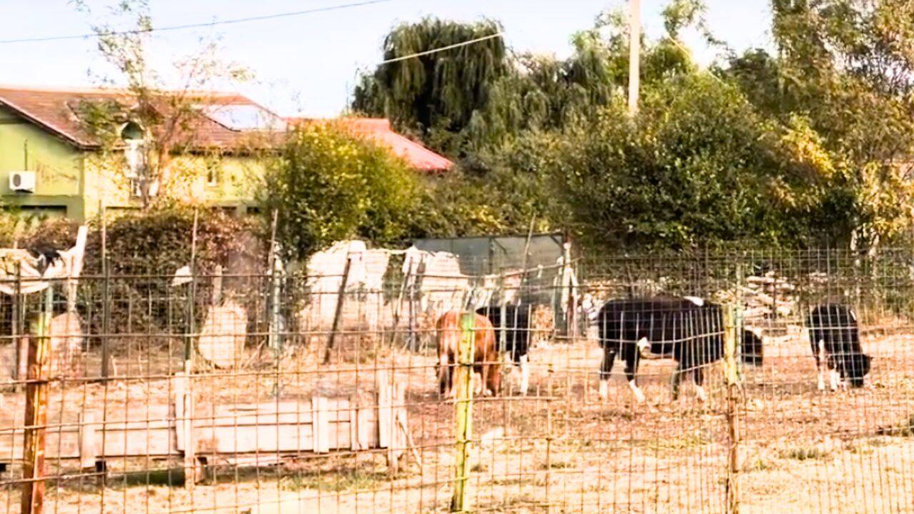 mai multe vaci pascand langa o casa