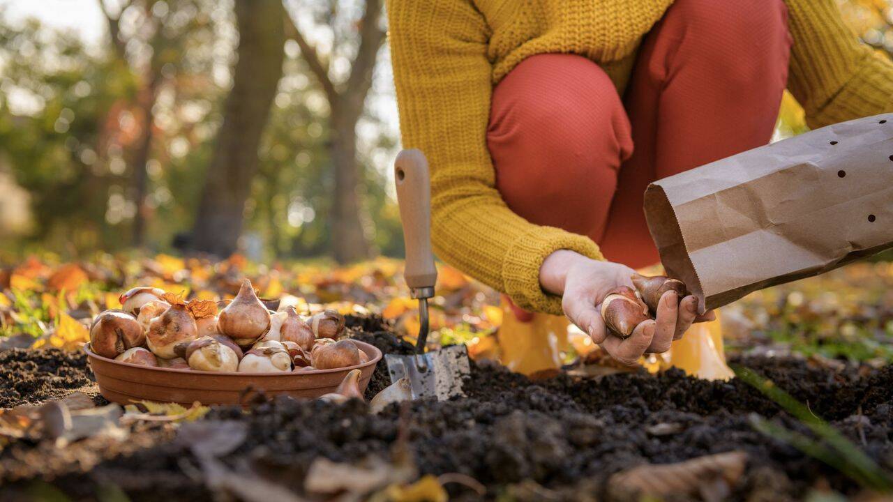 o persoana care planteaza bulbi de lalelele