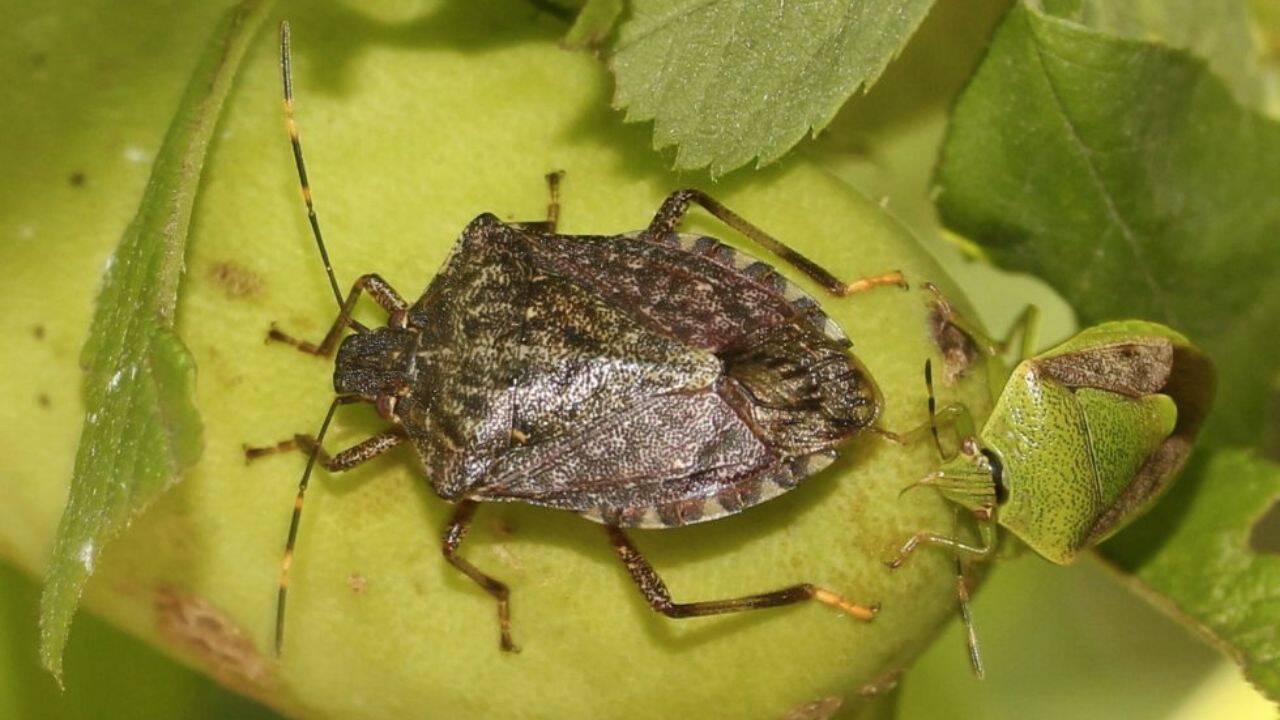 plosnita marmorata