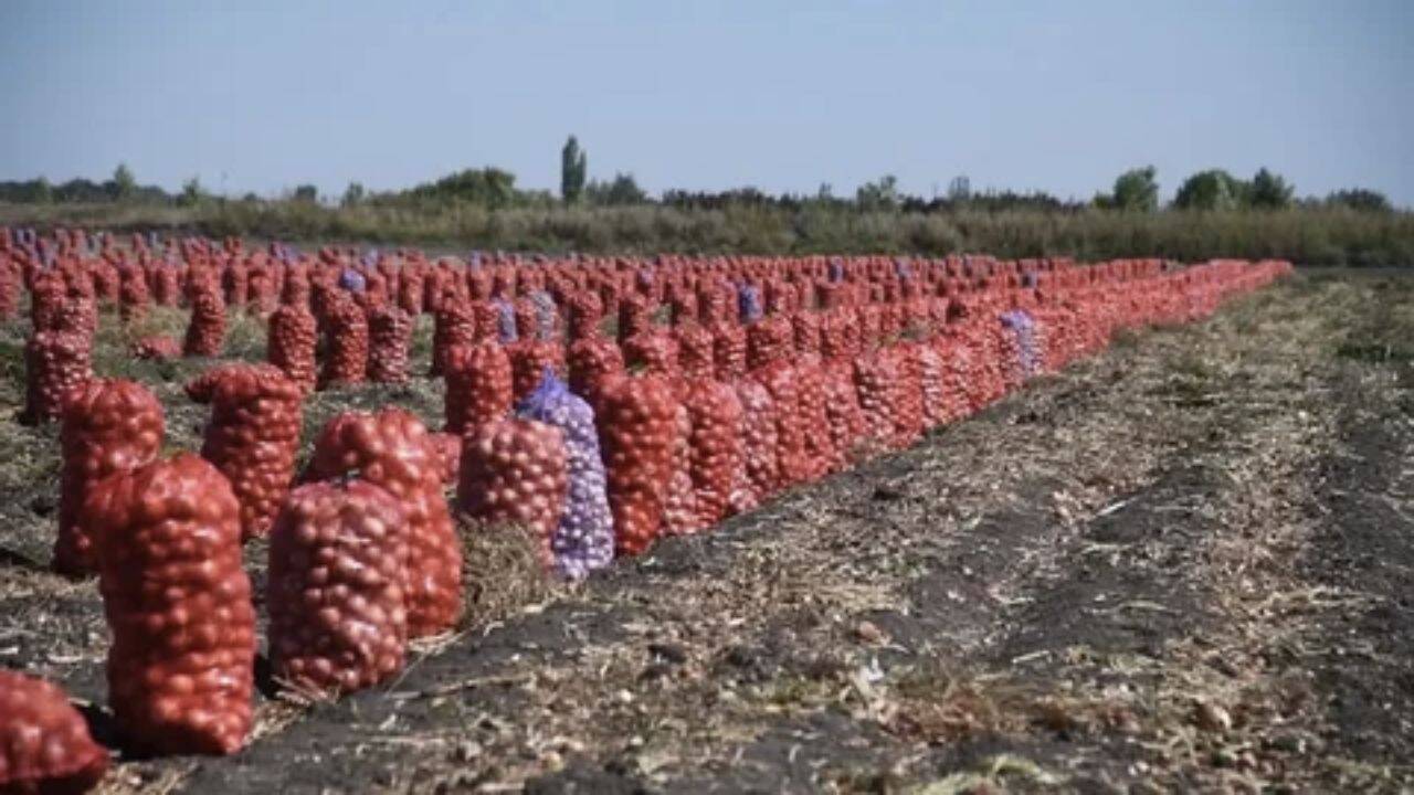 saci de ceapa pe camp