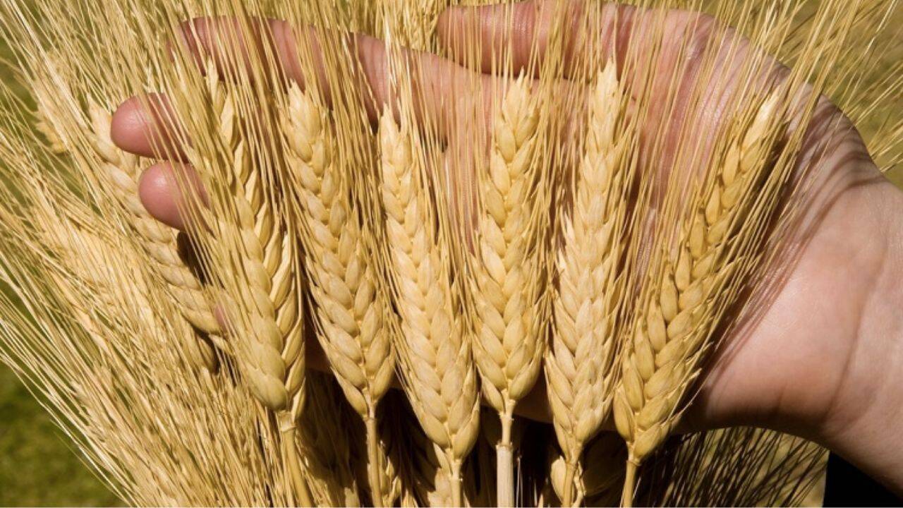 spice de grau durum