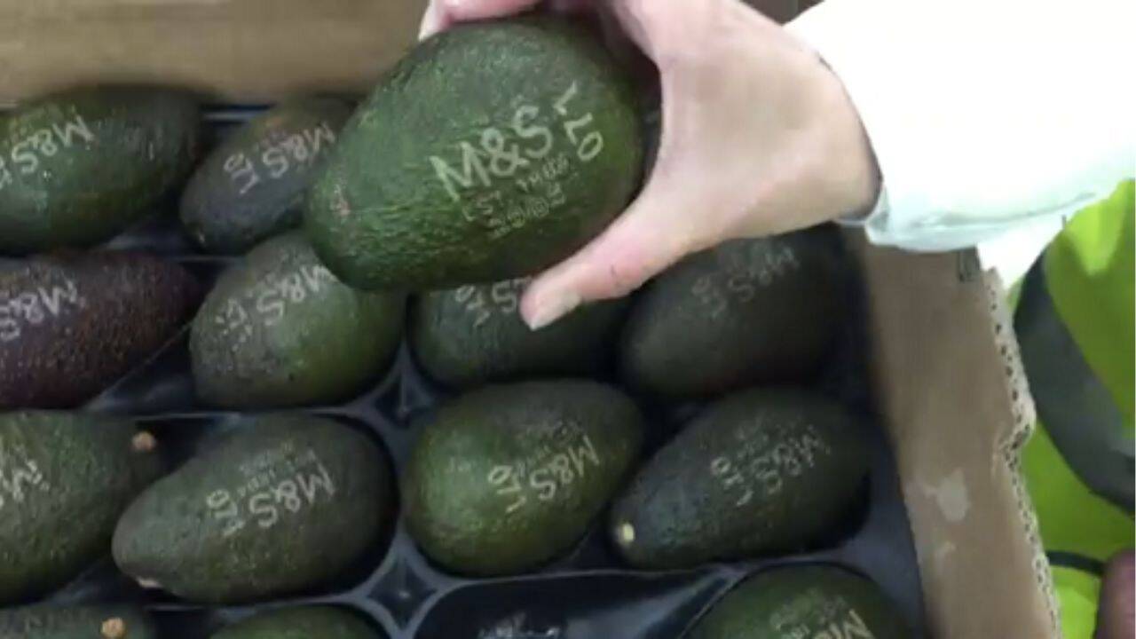 o cutie cu avocado