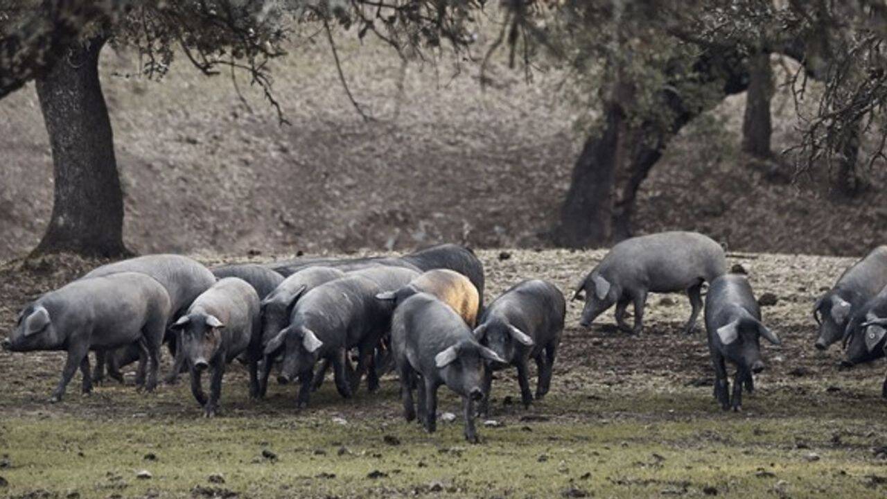 porci iberieni