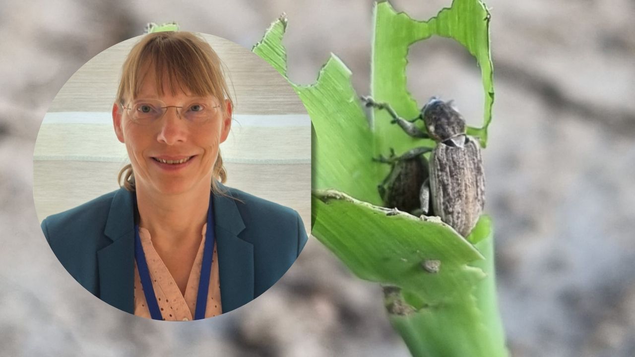 Almut Bitterhof