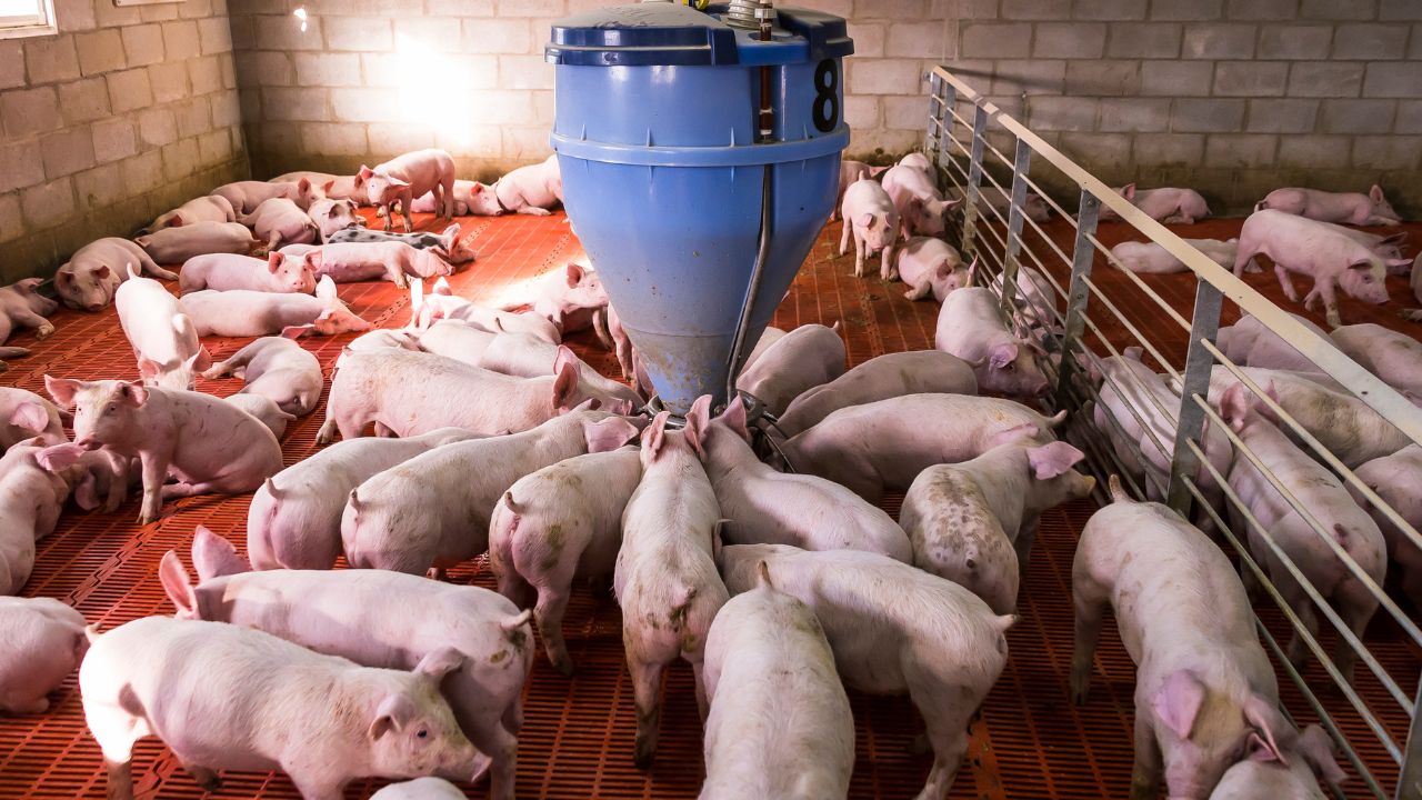 Fermă de porci