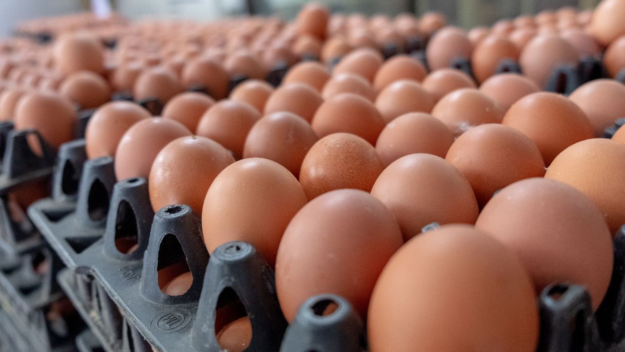 Producție de ouă