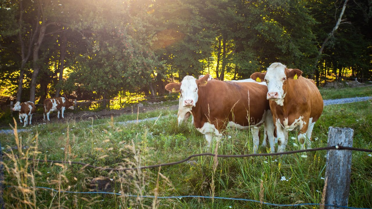 Focar de antrax la bovine
