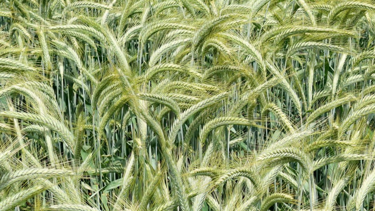 Triticale