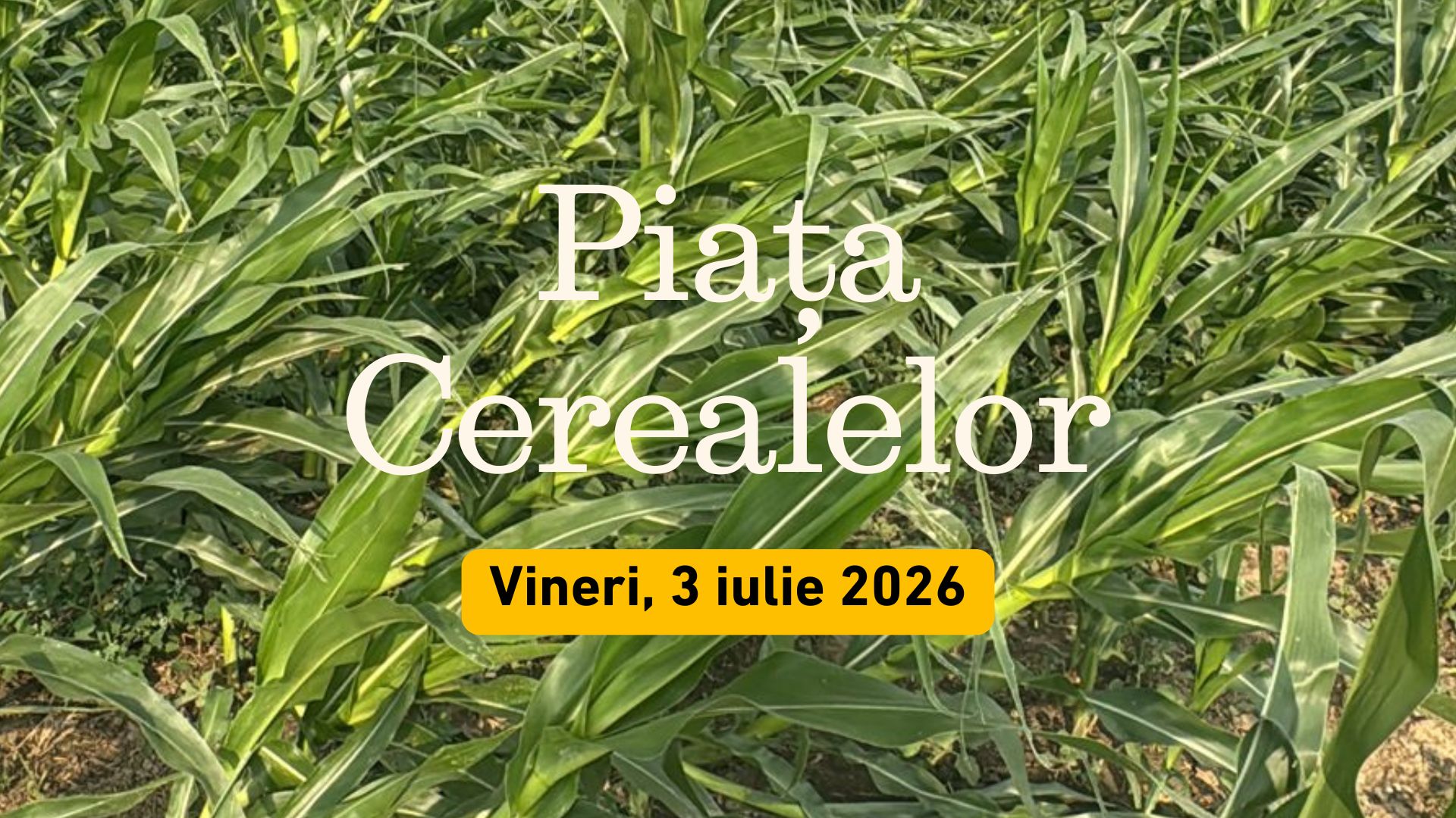 Piața Cerealelor - Vineri, 3 iulie